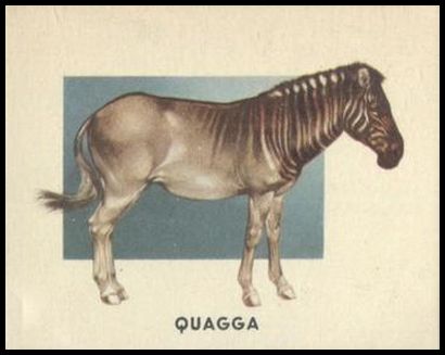 188 Quagga
